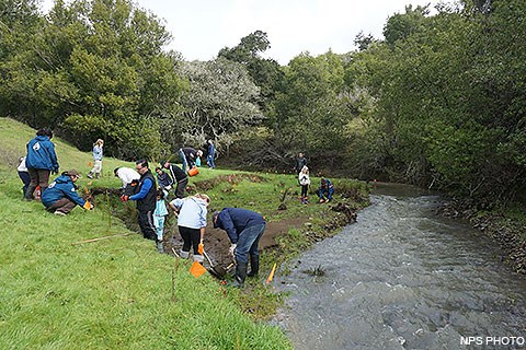 Seventeen volunteers planting vegetation along a stream to stabilize the stream bank to benefit native coho salmon and steelhead trout.