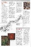 Vision Fire: Burning Issues Newsletter page 2