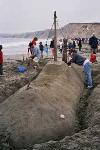 2003 Sand Sculpture Contest Entry #56