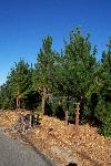 WUI photo 06: Treating Bishop Pines
