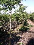 MFR photo 14: Shrub Thinning