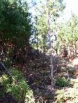 MFR photo 13: Tree Thinning