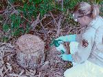 MFR photo 08: Eucalyptus Stump Treatment