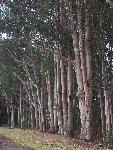 MFR photo 07: Eucalyptus Treatment