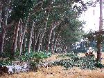 MFR photo 06: Eucalyptus Debris