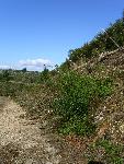 MFR photo 03: Clearing Ceanothus