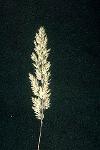Fire Ecology photo 13: Velvet Grass
