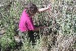 Fire Ecology photo 12: Fire Effects Monitoring