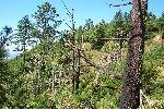 Fire Ecology photo 11: Mixed-Aged Stands
