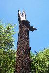 Fire Ecology photo 10: Douglas Fir Snag