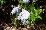 Fire Ecology photo 07: Blue Blossom Ceanothus
