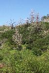 Fire Ecology photo 05: California Bay Trees