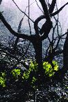 Fire Ecology photo 04: Re-sprouting Coffeeberry