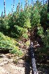 Fire Ecology photo 03: Fallen Snag