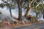 Prescribed Fire photo 15: Underburning Beneath Oak