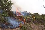 Prescribed Fire photo 6: Ignition in Shrublands