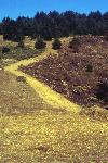 Vision Fire photo 14: Dozer Line