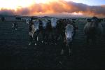 Vision Fire photo 9: Cattle Threatened