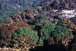 Vision Fire photo 5: Mosaic Effects on Vegetation