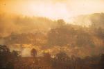 Vision Fire photo 1: Fire in the Ecosystem