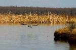 A Grey Heron flying along a lakeshore