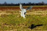 Kolkheti National Park 16: Grey Heron