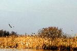 Kolkheti National Park 15: Grey Herons