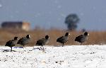 Kolkheti National Park 14: Common Coots