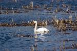 Kolkheti National Park 13: Mute Swan