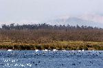 Kolkheti National Park 12: Whooper swans and coots