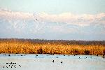 Kolkheti National Park 11: Coots & Inmati Peat bog