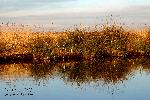 Kolkheti National Park 10: Reeds and rushes