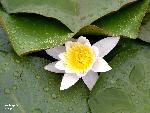 Kolkheti National Park 09: White water lily