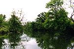 Kolkheti National Park 07: River Pichori
