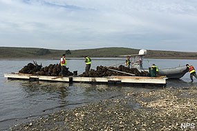 Barges removing oysters left in Drakes Estero.