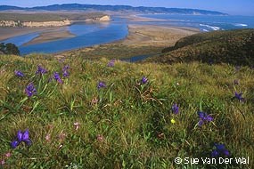 Grass-covered hills with purple flowers in the foreground descend to bodies of water in the distance.