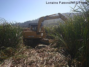 Construction of first adaptive restoration element in Olema Marsh in October 2008.