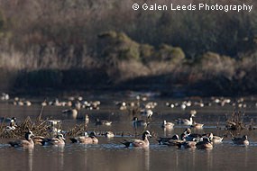 American Wigeons and Northern Pintails congregating in the newly restored wetlands © Galen Leeds Photography