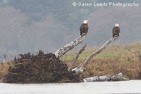 Bald eagles on downed tree along Lagunitas Creek © Galen Leeds Photography
