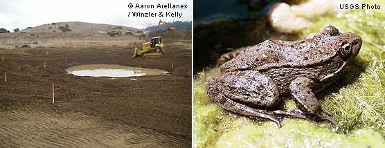Giacomini Wetland Restoration Project: Construction of an Olema Creek Marsh Pond east of Olema Marsh (left) and a California red-legged frog (right)