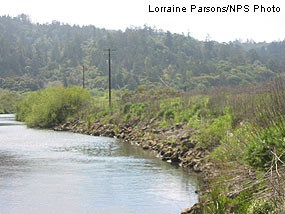 Riprapped section of Lagunitas Creek bank in southern portion of East Pasture.