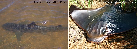 Leopard shark (left) and bat ray (right)