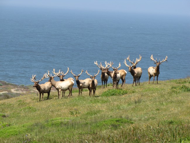 A herd of 11 male elk with velvet-covered antlers standing on a coastal grass-covered hillside.