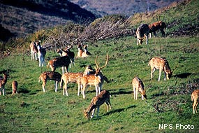 A herd of about 20 deer with white-spotted tawny coats graze on a grassy hillside.