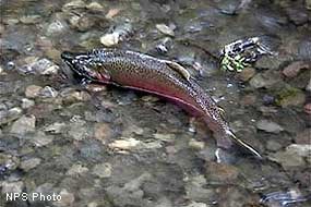 A large green and red-colored salmon swims in a creek's shallow water.