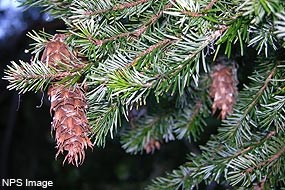 Douglas-fir branches and cones