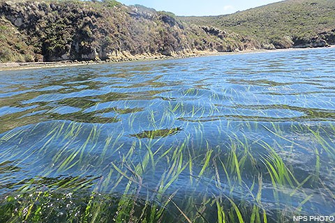 Eelgrass (a "seaweed") is visible below the water's surface. Vegetation covers the shoreline in the background.