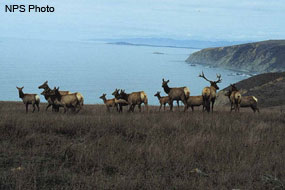 A herd of female elk with young and a male elk with the ocean in the background.
