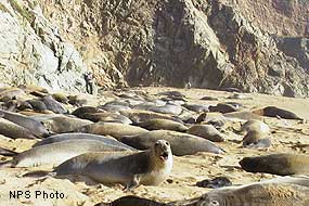 Dozens of female elephant seals resting on a sandy beach at the foot of steep cliffs.