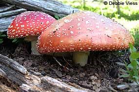 Fly Agaric (Amanita muscaria). Two red mushrooms with white spots. © Debbie Viess.